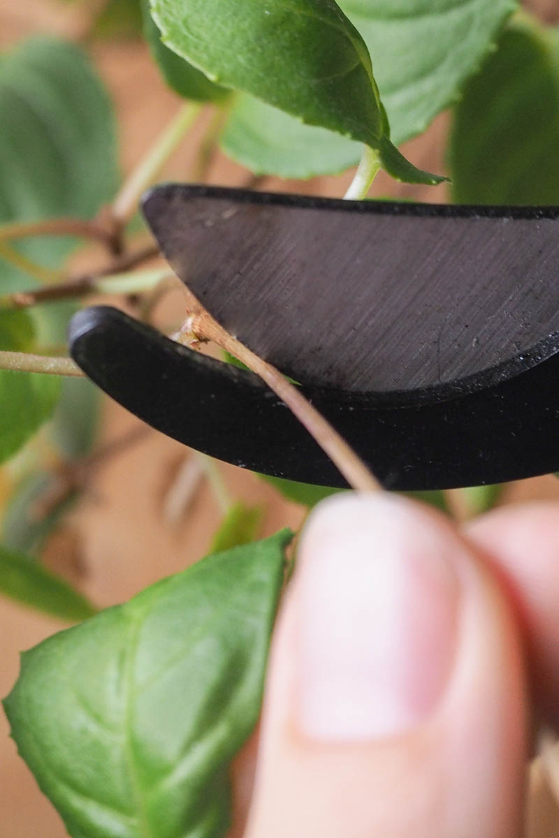 A close up vertical image of a pair of pruners being used to trim stems.