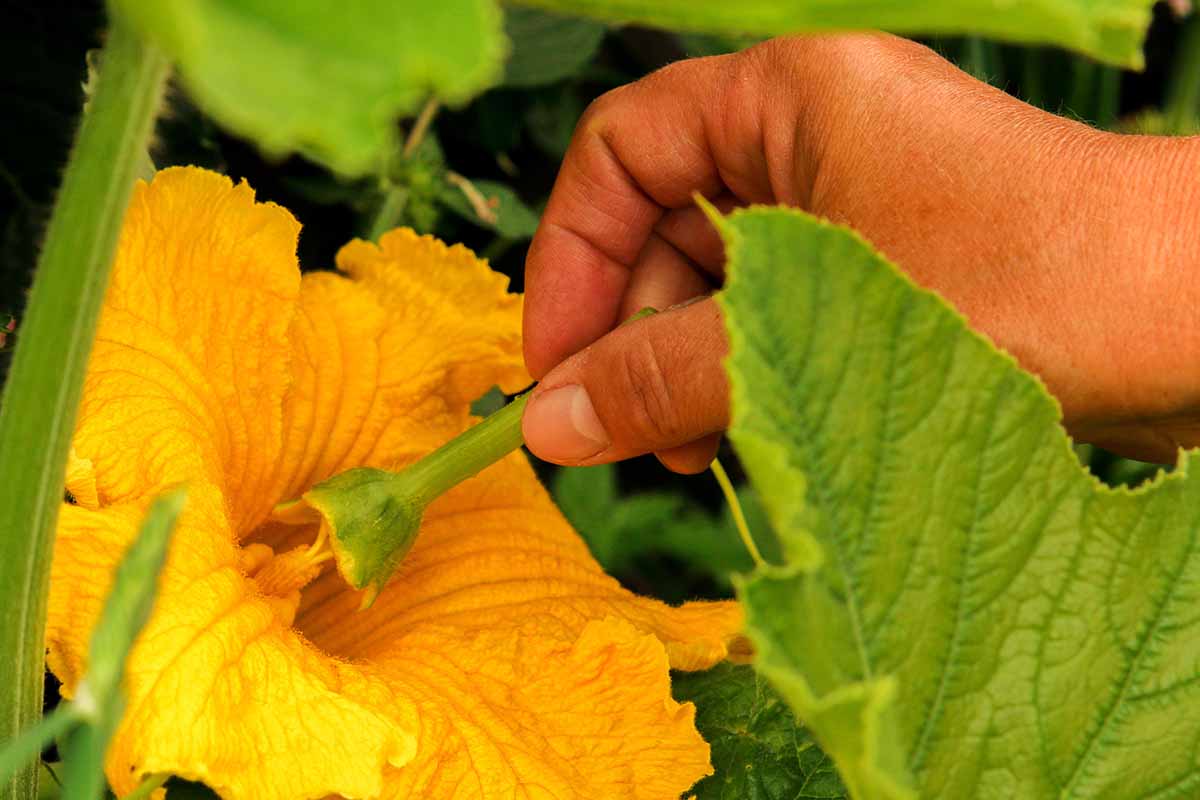 A horizontal photo of a gardener\'s hand pollinating a zucchini flower on the vine.