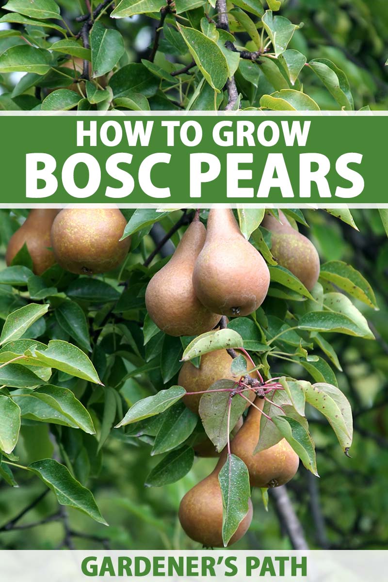 A close up vertical image of pears growing on a tree ripe and ready to harvest. To the top and bottom of the frame is green and white printed text.