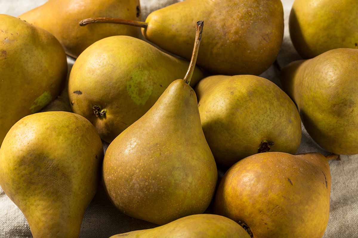 A close up horizontal image of \'Bosc\' pears freshly harvested.