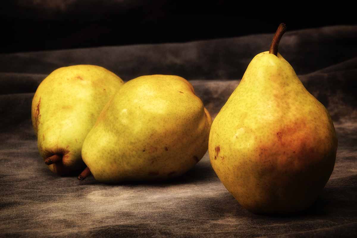 A close up horizontal image of three \'Bosc\' pears in a still life painting on a wooden surface.