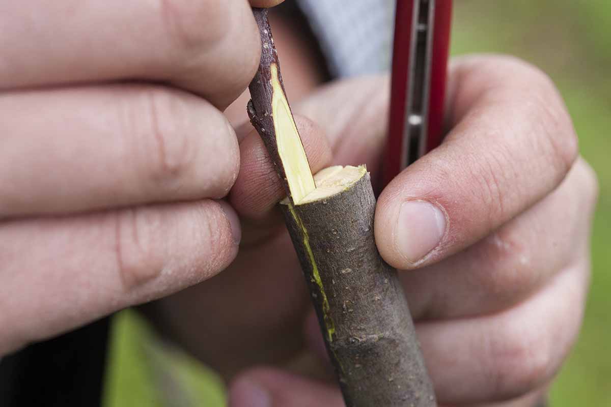 A close up horizontal image of a gardener grafting a pear tree.