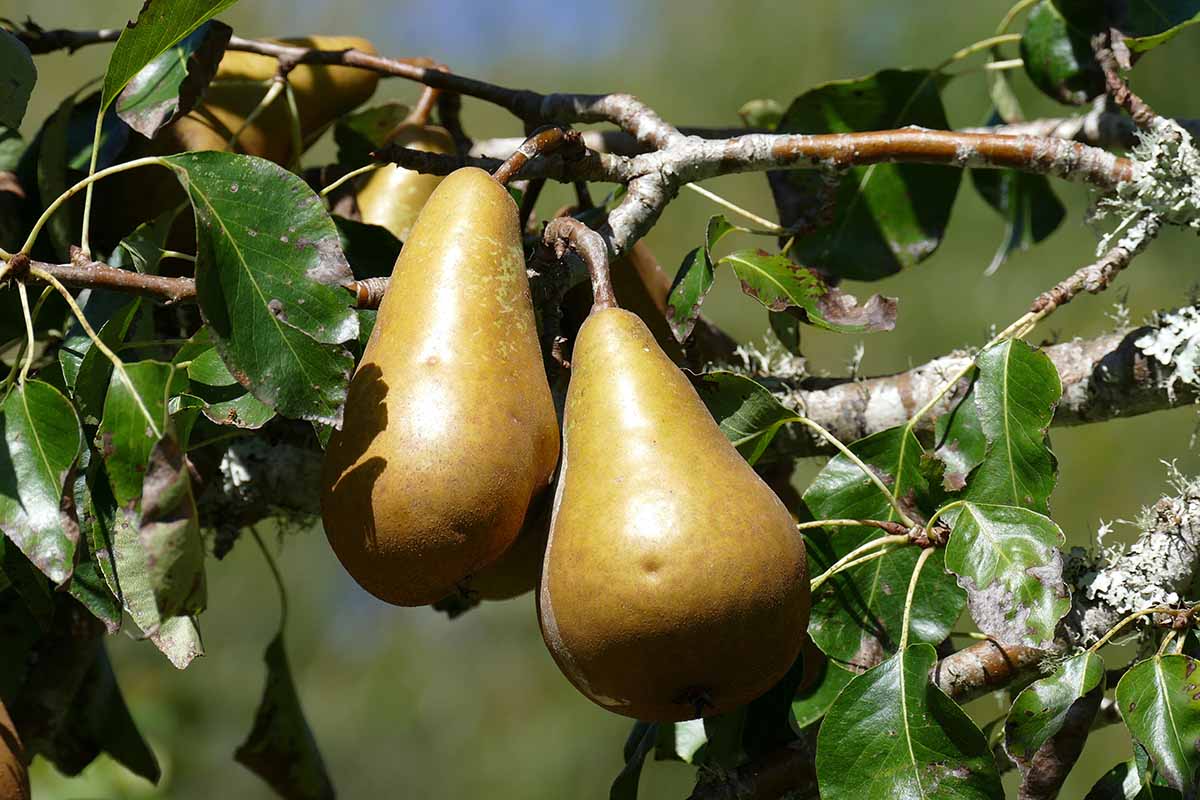 A close up horizontal image of ripe pears growing on a tree pictured in bright sunshine pictured on a soft focus background.