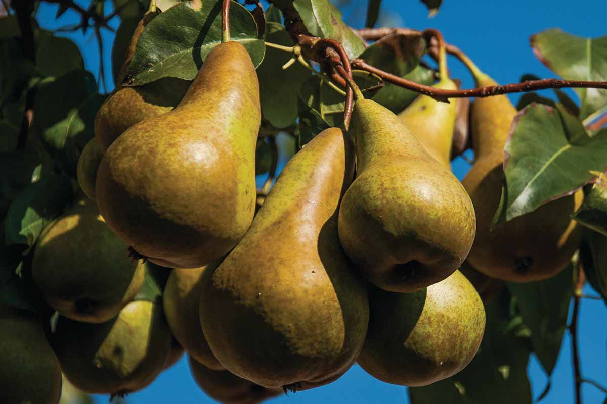 A close up horizontal image of ripe \'Beurre Bosc\' pears growing on a tree pictured in bright sunshine on a blue sky background.