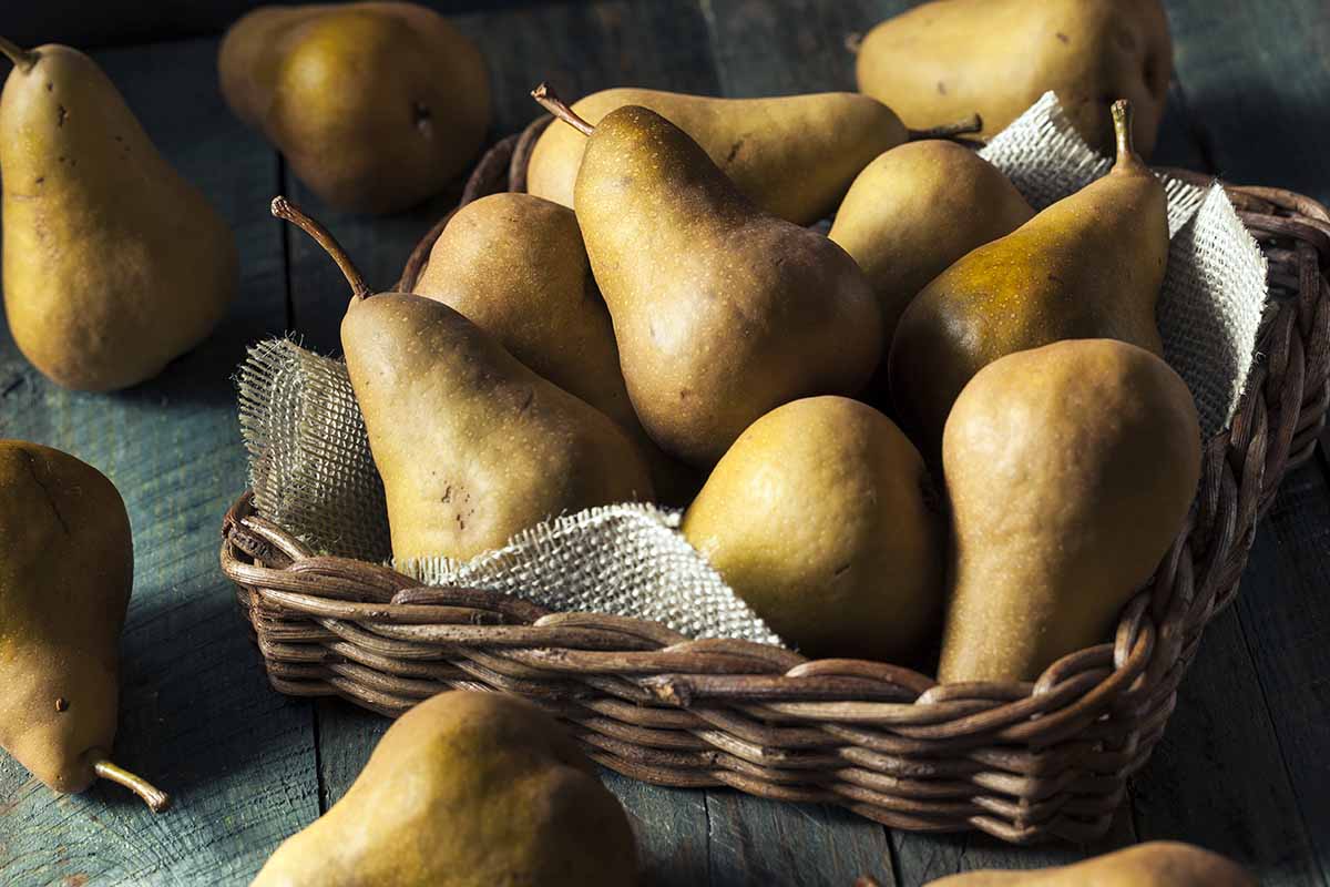 A close up horizontal image of \'Bosc\' pears in a wicker basket set on a wooden surface.