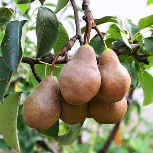 A square image of ripe pears growing on the tree pictured on a soft focus background.