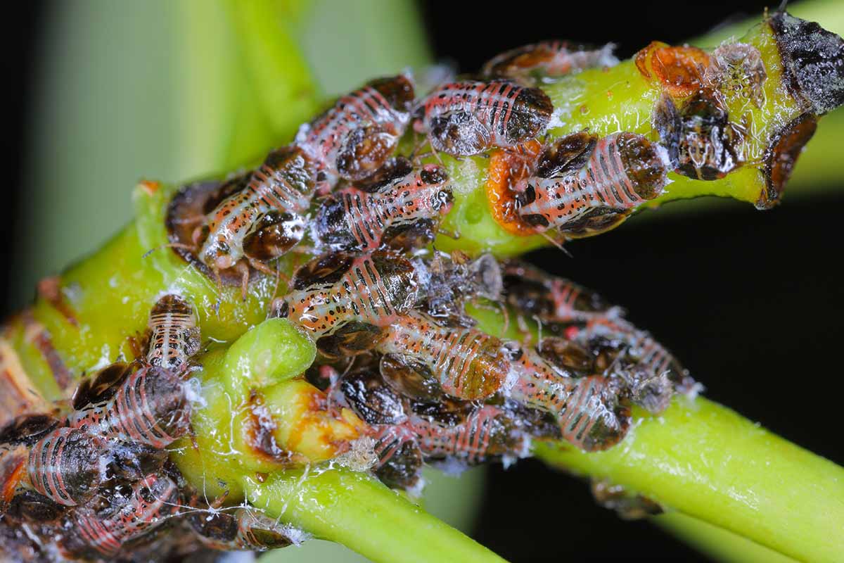 A close up horizontal image of a cluster of pear psylla pests on the branch of a tree pictured on a soft focus background.