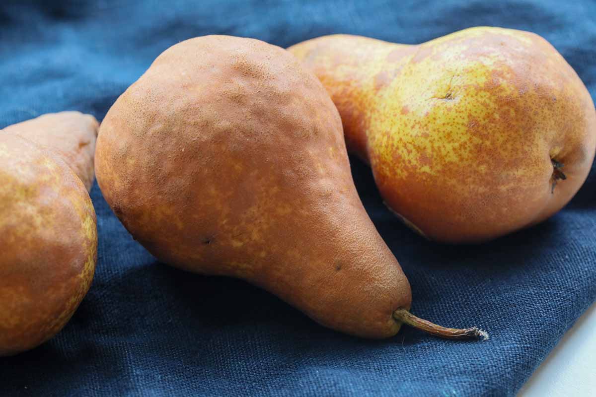 A close up horizontal image of russetting on \'Bosc\' pears set on a blue fabric.