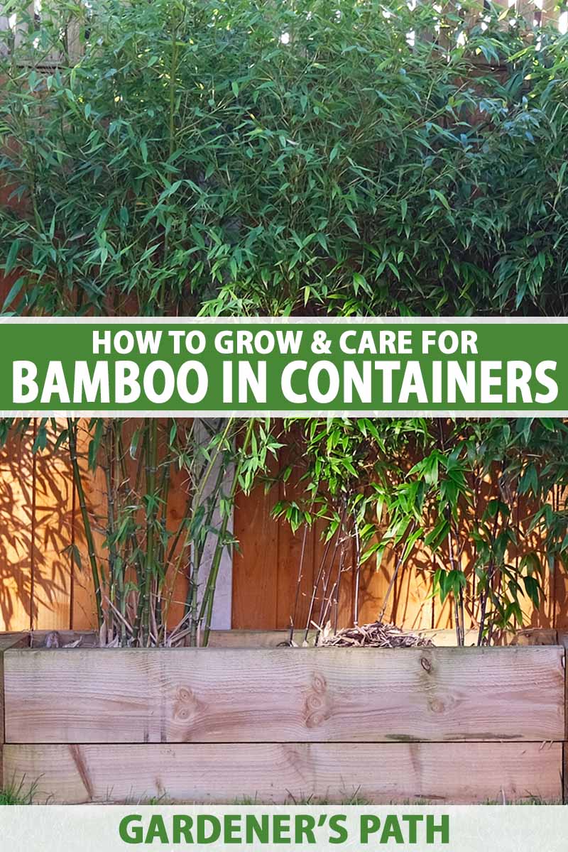 A vertical image of bamboo plants growing in a rectangle wooden planter against a wooden fence in the garden. To the center and bottom of the frame is green and white printed text.