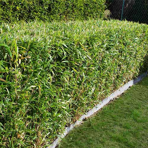 A square image of a hedge of \'Alfonso Karr\' bamboo growing in the garden.