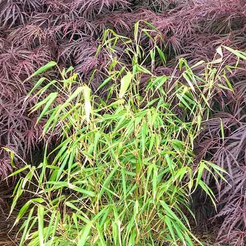 A square image of green dragon head bamboo growing in the garden with a Japanese maple in the background.