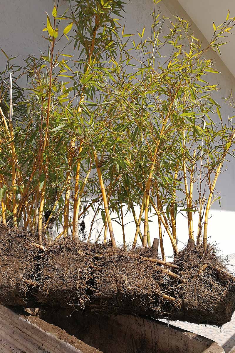 A vertical image of a large bamboo plant lifted from a wooden planter for division.