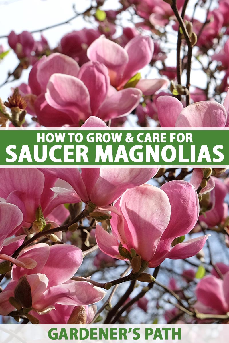 A vertical photo of a tree branch covered in dark pink saucer magnolias. Green and white text span the center and bottom of the frame.