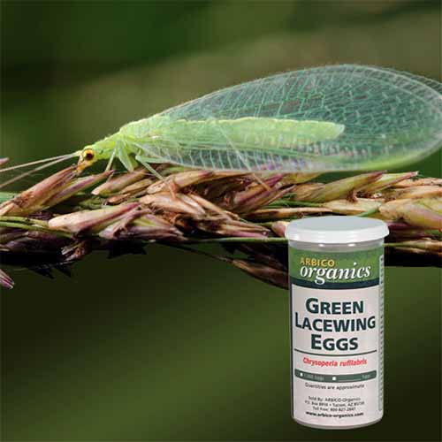 A square product photo of a tube of Green Lacewing Eggs.