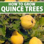 How to Grow and Care for Fruiting Quince