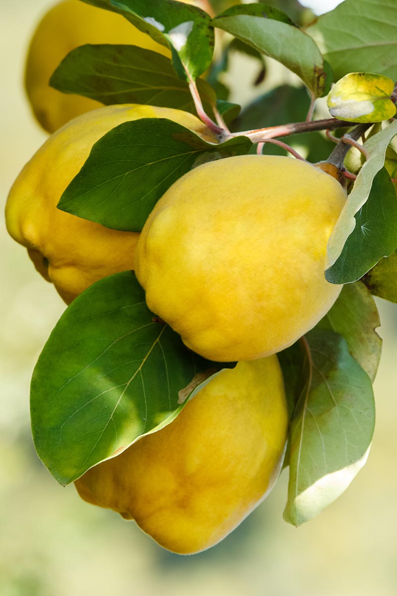 A vertical close up of ripe quince fruits hanging off of a branch.