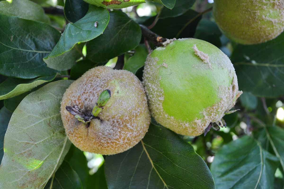 A horizontal close up shot of several fuzzy quince fruits hanging on a tree branch.