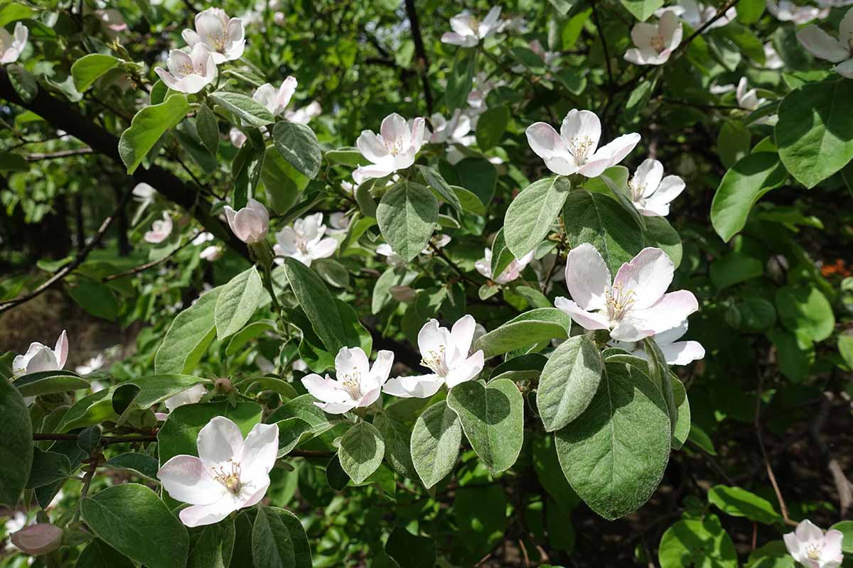 A close up horizontal image of the flowers of a fruiting quince growing in the garden.