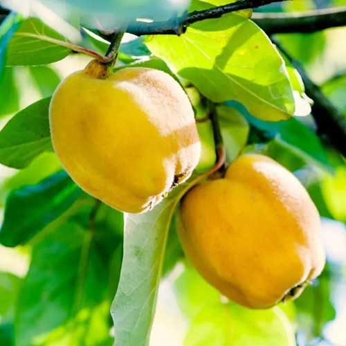 A square product shot of a Champion Quince Tree.