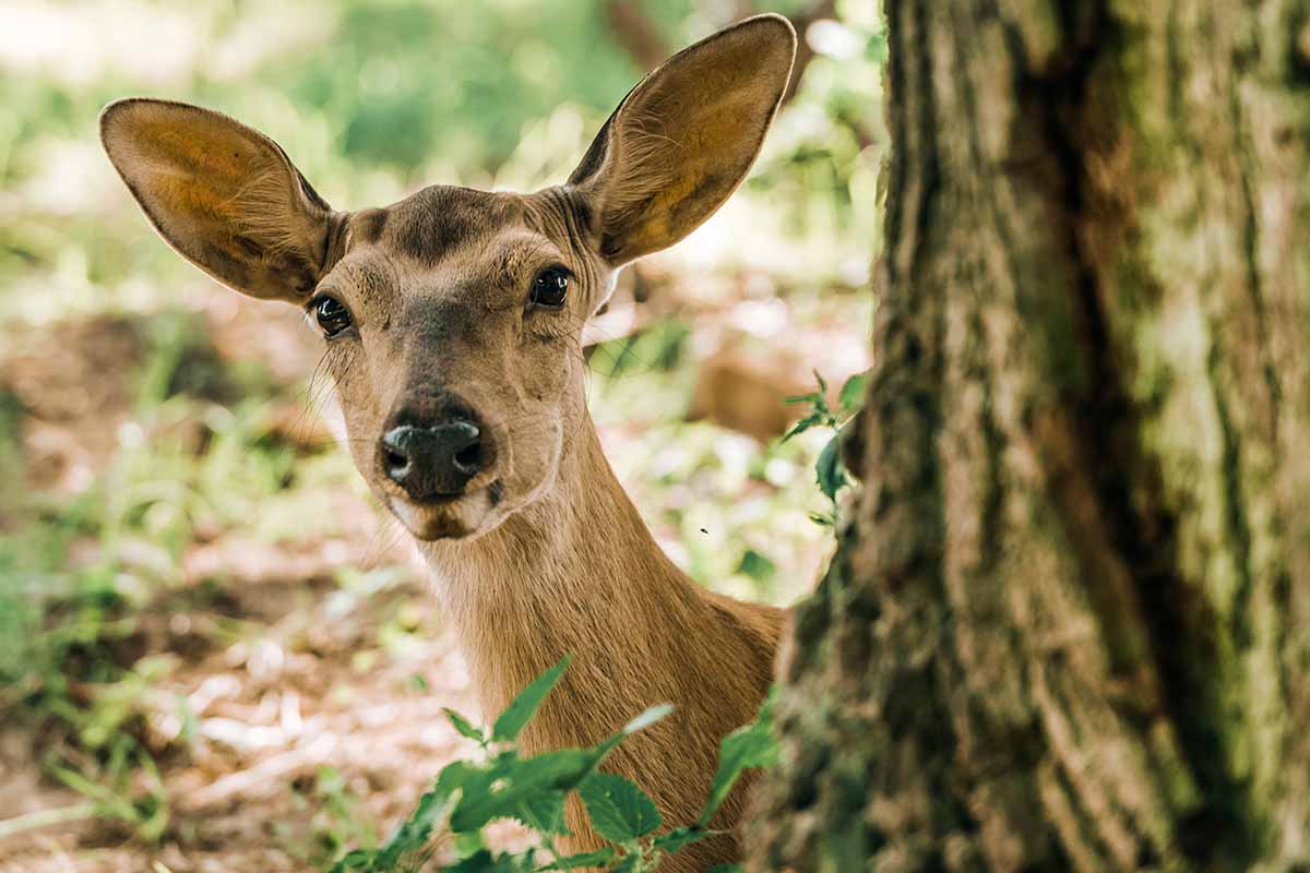 A horizontal photo of a young deer peeking around a tree in a garden.