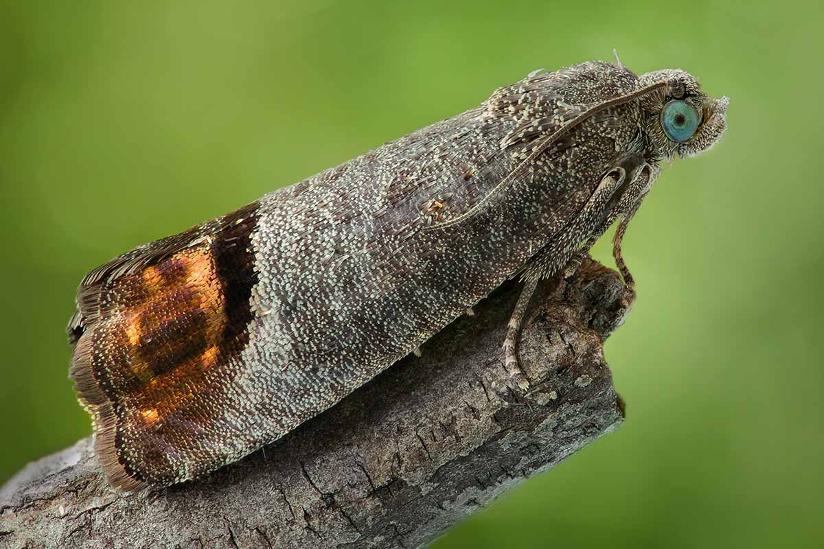 A horizontal close up of a codling moth on a tree branch.